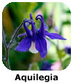 Aquilegia